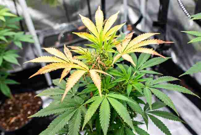 Top-down dying symptoms: yellowing crispy tops, healthy green bottom leaves