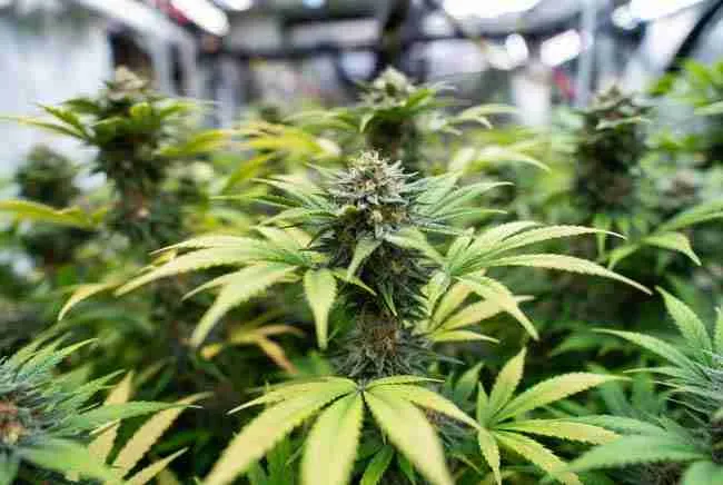 Healthy thriving cannabis tops and buds – recovery/prevention visual