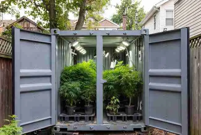 Urban shipping container cannabis grow setup in a residential backyard showing thriving cannabis plants inside the open container