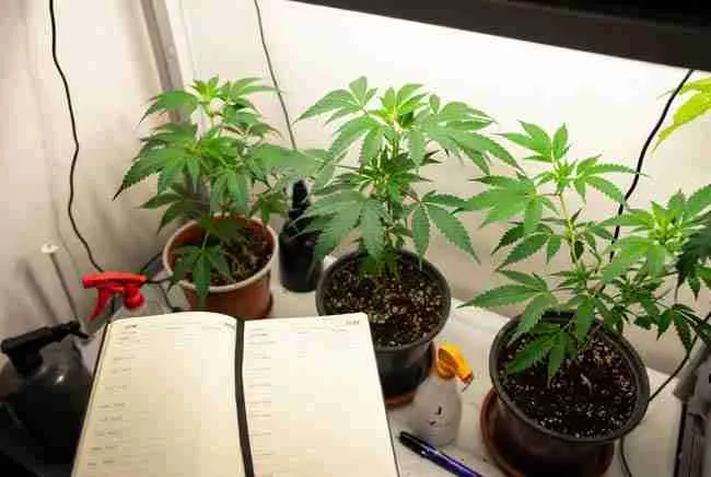 Tidy and responsible home cannabis grow space with healthy plants and open grow journal for legal personal cultivation records