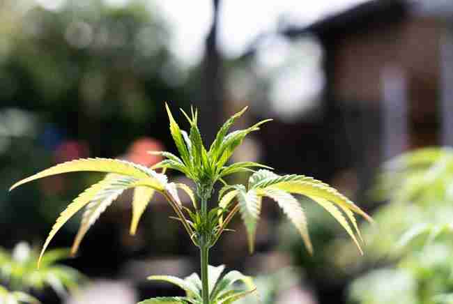 Vigorous heat tolerant cannabis plants thriving in warm Canadian summer sunlight