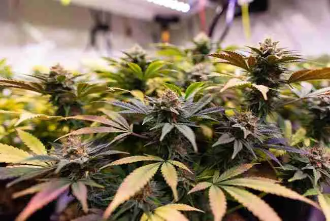 Healthy cannabis plants in early growth stages with substrate sensors cannabis for ideal moisture EC and temperature ranges