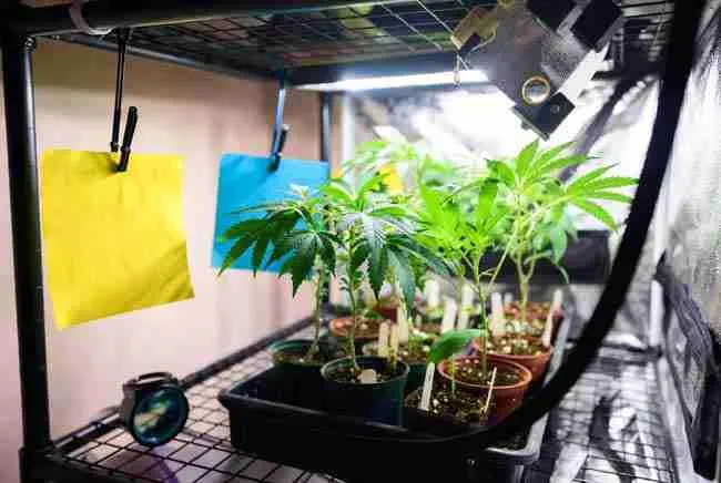 Home cannabis biosecurity quarantine setup with healthy isolated clones and seedlings, yellow and blue sticky traps, loupe, and clean dedicated zone to prevent cannabis disease home grow