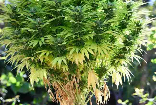 Cannabis plant in late flower with natural bottom leaf yellowing and healthy upper growth