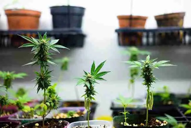 Healthy compact cannabis plants in small pots and trays showing vigorous new growth and multiple shoot tips ready for retipping in a clean home grow environment