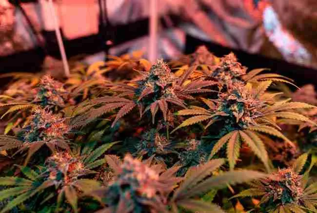 Dense, resinous buds showing successful results