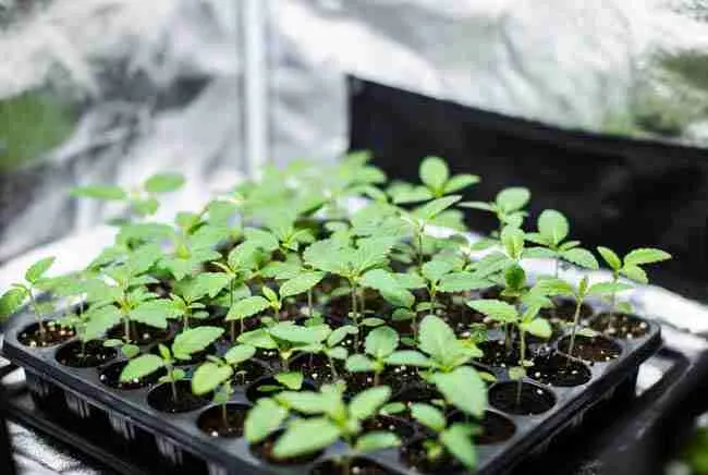 Tray of strong uniform healthy cannabis seedlings growing evenly after advanced seed priming and bio-stimulant treatment
