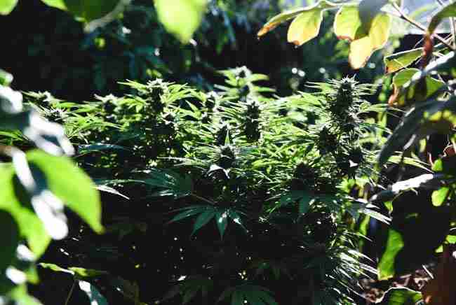 Healthy outdoor high CBD cannabis plants in a sunny home garden representing the benefits of growing your own non-intoxicating medicine