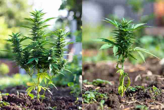 Side-by-side view of healthy full cannabis plant next to a rabbit-damaged plant with missing leaves