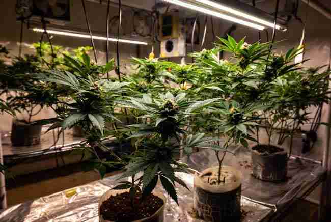 Indoor grow tent filled with healthy White Widow cannabis plants under LED lights”