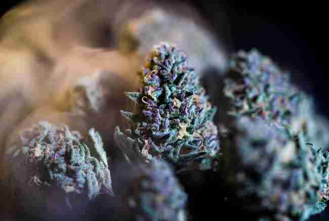 Close-up of trichome-covered purple and green cannabis buds with soft glowing mist representing aromatic terpenes