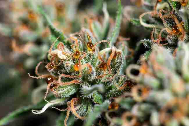 Amber trichomes macro close-up