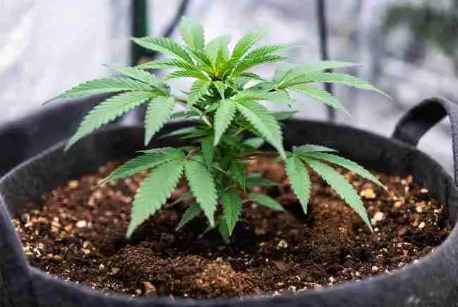 Top-dressing fermented bokashi solids in a ring around mature cannabis plant base for sustainable cannabis soil building while keeping material away from stem