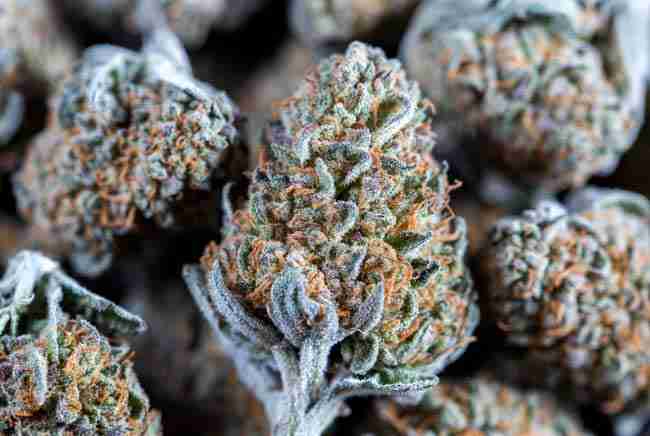 Premium frosty cured buds showing quality results