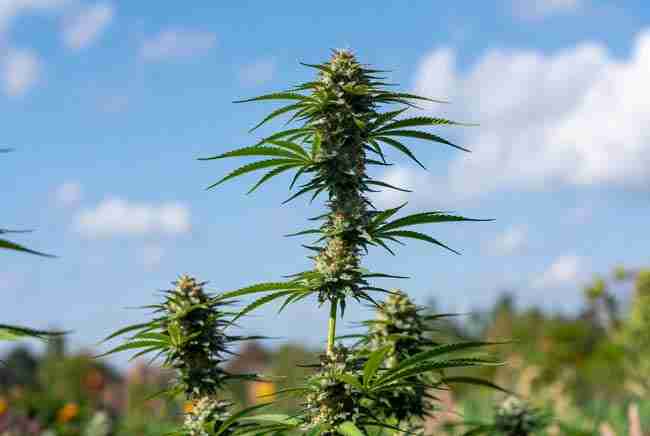 Mature White Widow cannabis plant growing outdoors under blue sky