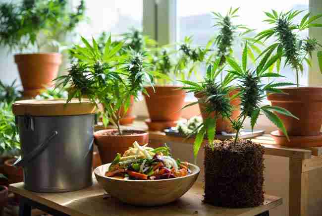 Closed loop cannabis growing cycle overview with bokashi bucket, kitchen scraps, healthy cannabis plants, and harvested buds showing full bokashi composting cannabis system