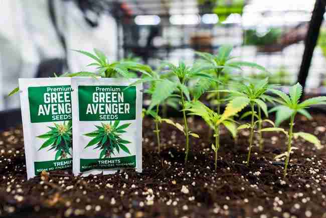 Green Avenger Seeds packets next to strong young cannabis plants thriving with beneficial yeast and microbial support