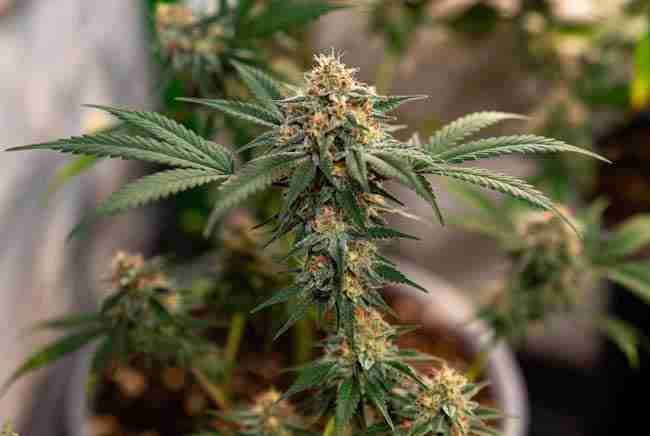 White Widow frosty cannabis plant.