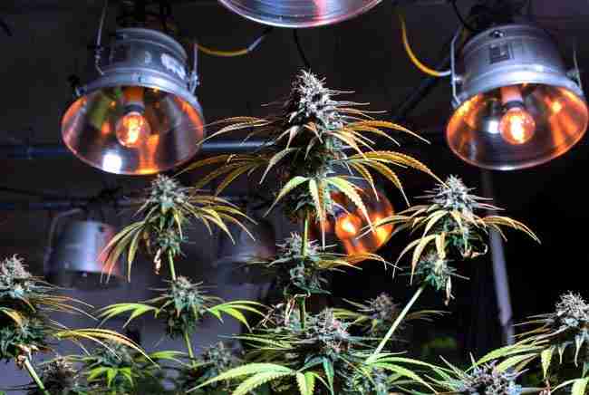 Heavy 9 Pound Hammer cannabis plant with thick dense colas under bright industrial grow lights