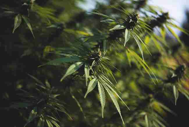 Cannabis plant detail representing CBD potential of ruderalis genetics