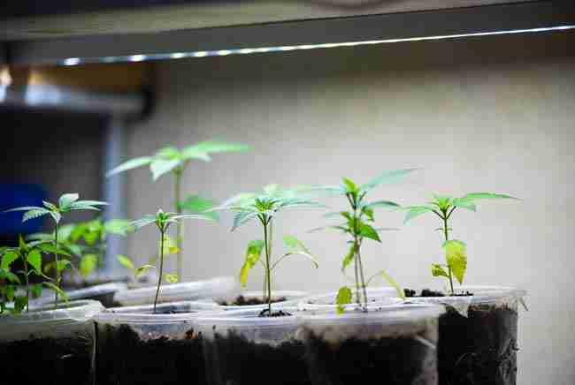 Compact beginner-friendly plants grown from ruderalis genetics