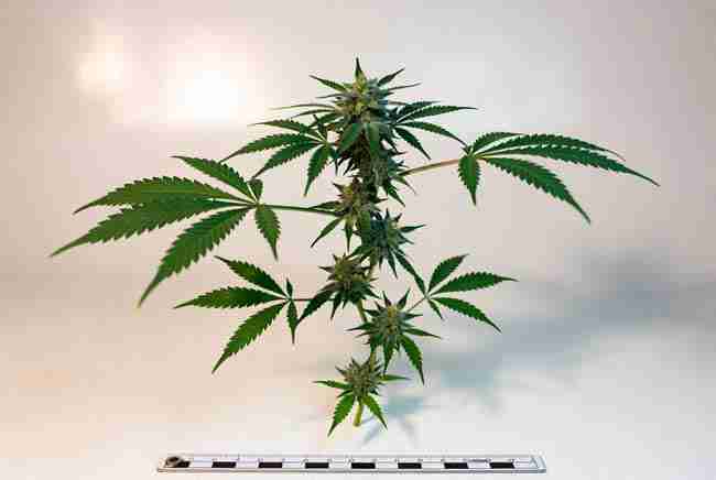Typical short compact size and structure of ruderalis cannabis plant