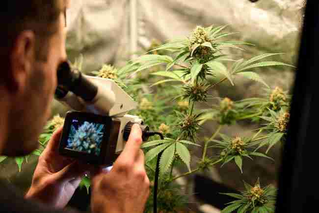 Grower checking trichomes on lower branch while main cola visible demonstrating multiple site checks