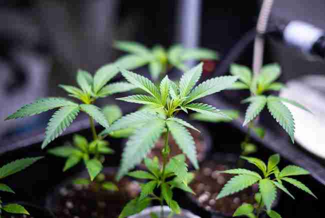 Healthy young high CBD cannabis plants in the vegetative stage under soft indoor grow lights