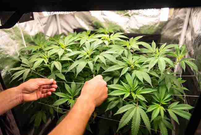 Grower using low stress training on White Widow cannabis plants in tent