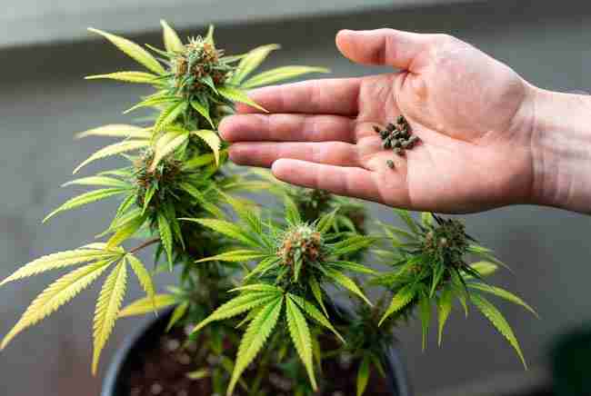 Ruderalis seeds shown as foundation of modern autoflower plants