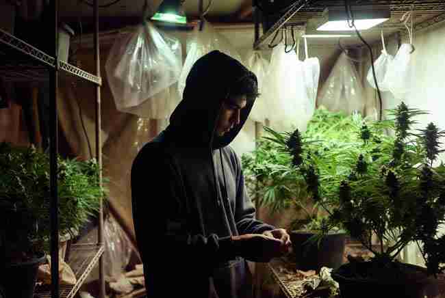 Young cannabis breeder inspecting plants in early Colorado indoor grow room for Bruce Banner Cannabis Seeds