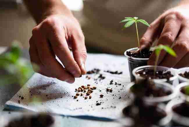 Hands planting cannabis seeds into small soil cups with germinating seeds on a paper towel nearby