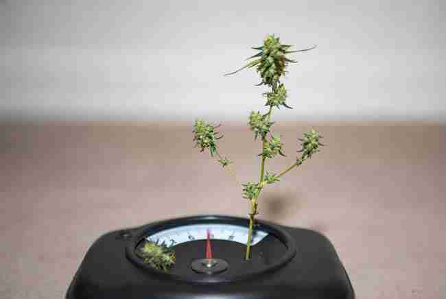 Modest size and lower yield of pure ruderalis cannabis plants