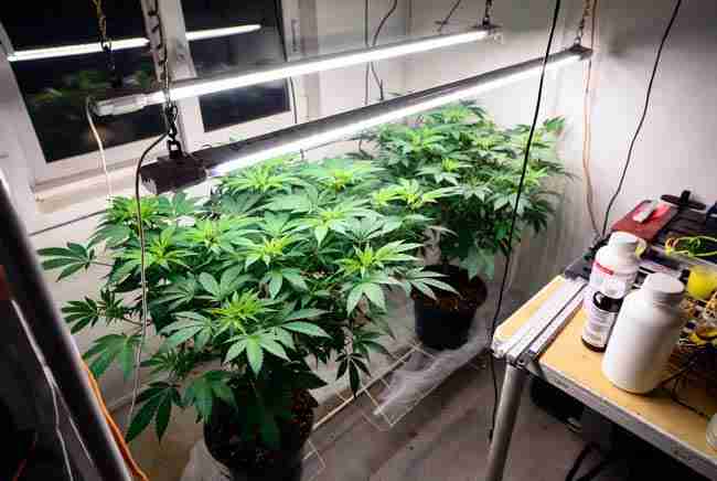 Indoor grow room with LED lights above cannabis plants and nutrient bottles plus measuring tools on a nearby table