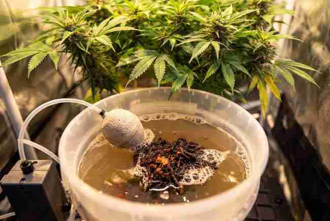Brewing aerated bokashi compost tea with leachate, air stone, and worm castings ready to feed cannabis plants for enhanced bokashi cannabis nutrients