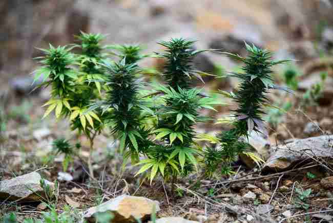 Hardy compact ruderalis plants showing toughness and resilience benefits