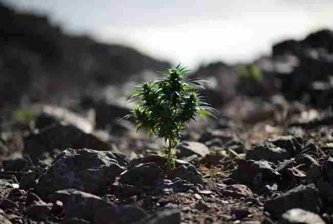 Quiet resilient ruderalis plant representing its important genetic role