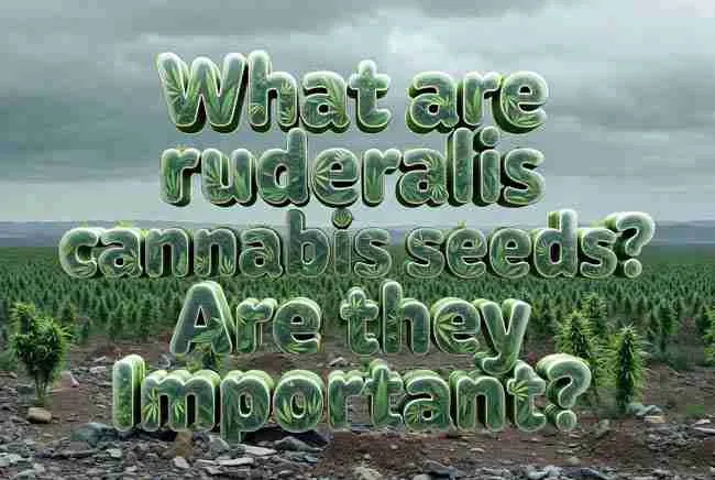 Featured image for article What are ruderalis cannabis seeds Are they Important showing bubble leaf-filled title text over a northern rocky cannabis field with realistic tiger-striped cannabis seeds