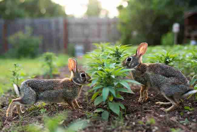Group of cottontail rabbits approaching lush young cannabis plants in a backyard garden
