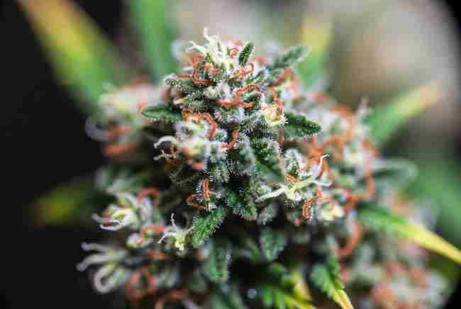 Close-up of dense flowering high CBD cannabis buds covered in sparkling trichomes