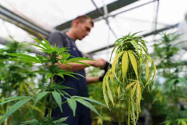 Grower in a greenhouse inspecting a healthy green cannabis plant next to a stressed cannabis plant with yellowing and drooping leaves showing common growing mistakes
