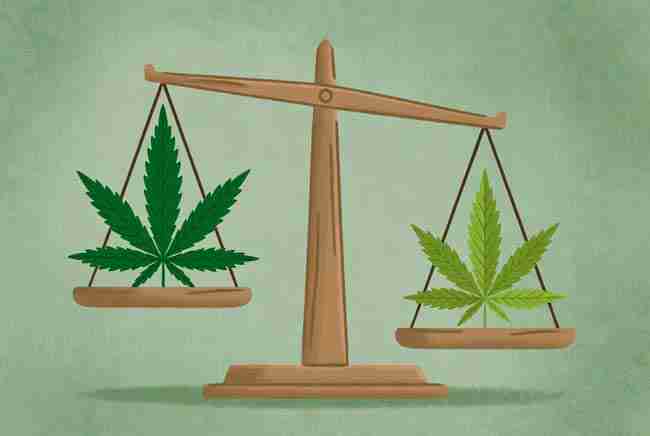 Wooden balance scale with cannabis leaves showing the pros and cons of growing high CBD cannabis seeds