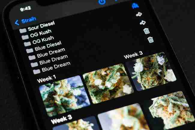 Organized smartphone photo gallery of weekly trichome photos for cannabis harvest timing log