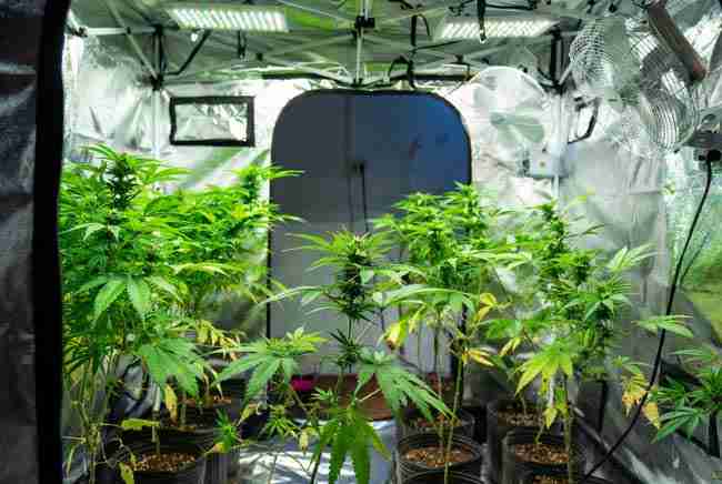 Full indoor grow tent packed with healthy flowering indica cannabis plants under LED lights and fans