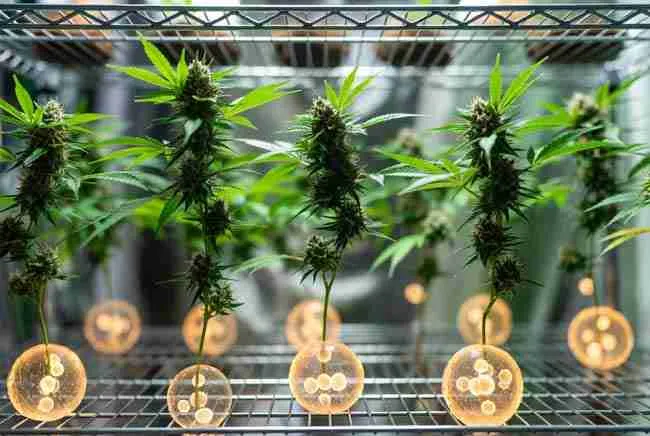 Healthy cannabis plants surrounded by glowing beneficial yeast cells highlighting overlooked microbes that improve plant health