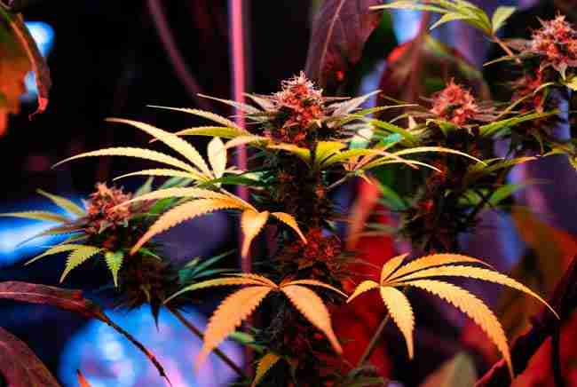 Balanced hybrid White Widow cannabis plant with multiple colas under grow lights