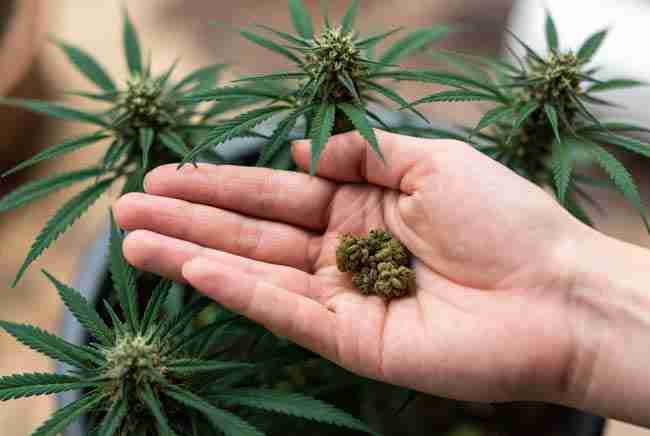 Hand holding ruderalis cannabis seeds with plants in background