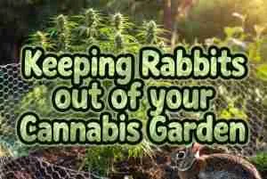Keeping Rabbits out of your Cannabis Garden title text filled with cannabis leaf pattern over a realistic outdoor garden with healthy plants, wire fence, and cottontail rabbit