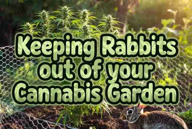 Keeping Rabbits out of your Cannabis Garden title text filled with cannabis leaf pattern over a realistic outdoor garden with healthy plants, wire fence, and cottontail rabbit