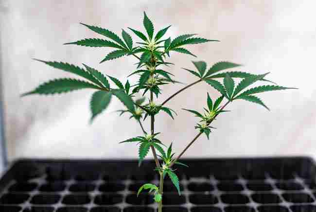 Young autoflowering plant beginning to flower based on age